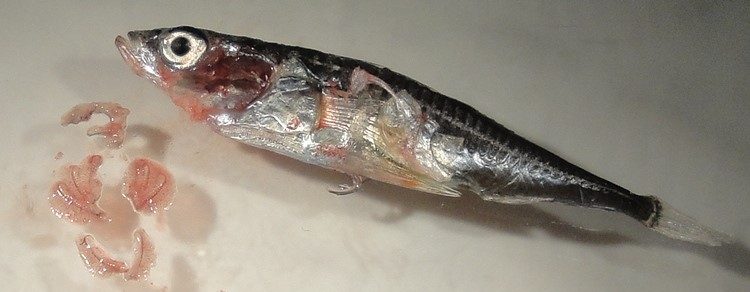 dissected stickleback